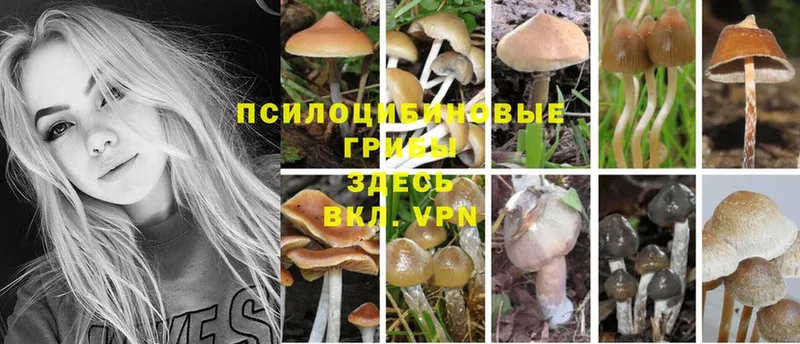 Галлюциногенные грибы Cubensis  Анива 